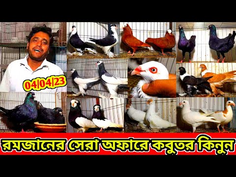 এই রমজানের সেরা অফারে কম দামে কবুতর কিনুন | একদম সিমিত দামে ফেন্সি কবুতর বিক্রি হবে