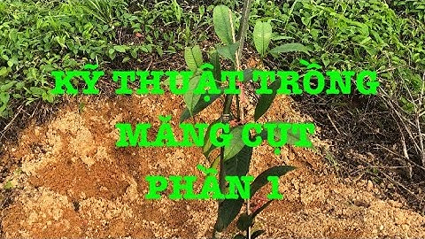 Kỹ Thuật Trồng Măng Cụt , Nhanh Phát Triển Mới Nhất Phần 1