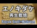 エノキダケ 再生栽培　水耕栽培編　Regrow ENOKI-mushroom