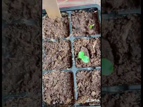 أسهل طريقة لزراعة البابايا في المنزل من البذور