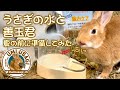 うさぎの水と善玉君　夏の前に準備してみた　 [#74]