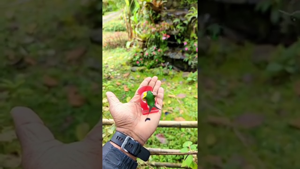 The insane tail pattern of the booted racket tail hummingbird