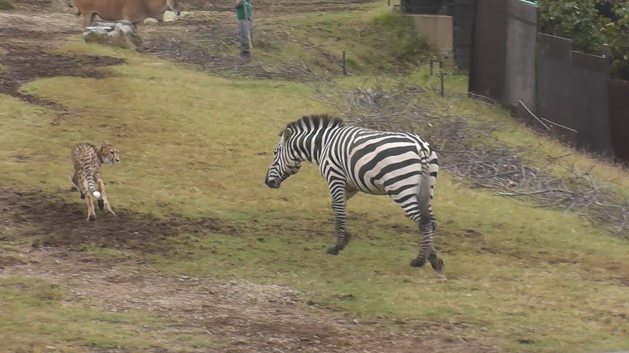 チーターとシマウマ 強いのは よこはま動物園ズーラシア 神奈川新聞 カナロコ Youtube