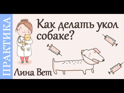 Как Сделать Укол Собаке Внутримышечно Видео