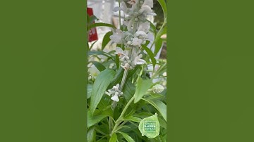 Monochromatic Combinations in Container Gardening #containergardening #gardening #garden #plants