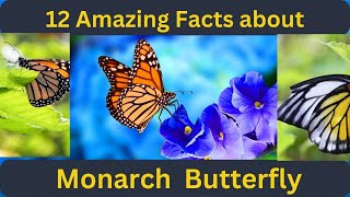 12 Amazing Facts About Monarch Butterfly
