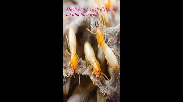 Mách bạn 5 cách diệt mối tại nhà hiệu quả #dietmoi #phongmoi #dietmoitangoc #meovat