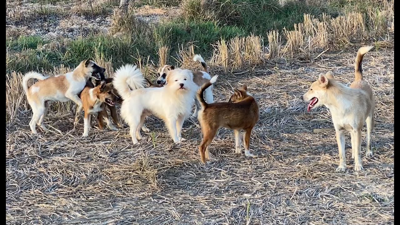 Dogs Mating Family Dogs Meet New Friend In Field Street Dog Asia