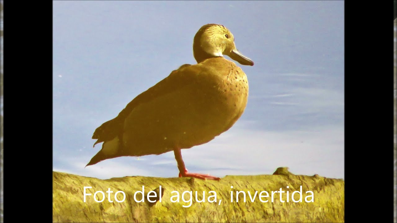 Pato de collar (Callonetta leucophrys): "Balcòn al Rìo"