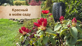 Видео- релакс 🌺 Красный цвет в моём саду 🌺 Mein Garten 🌺
