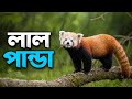 লাল পান্ডা | পৃথিবীর সবচেয়ে কিউট কিন্তু রহস্যময় প্রাণী! 😲 | Red Panda Documentary Bangla