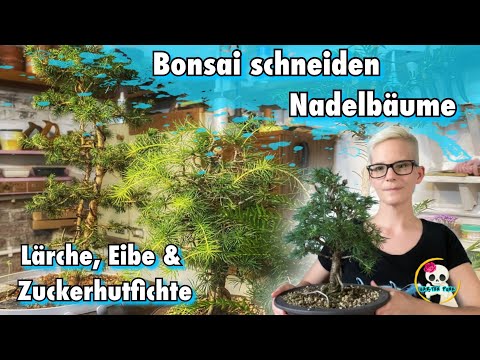 Video: Fichtenbonsai: Bildung, Foto, wie man wächst