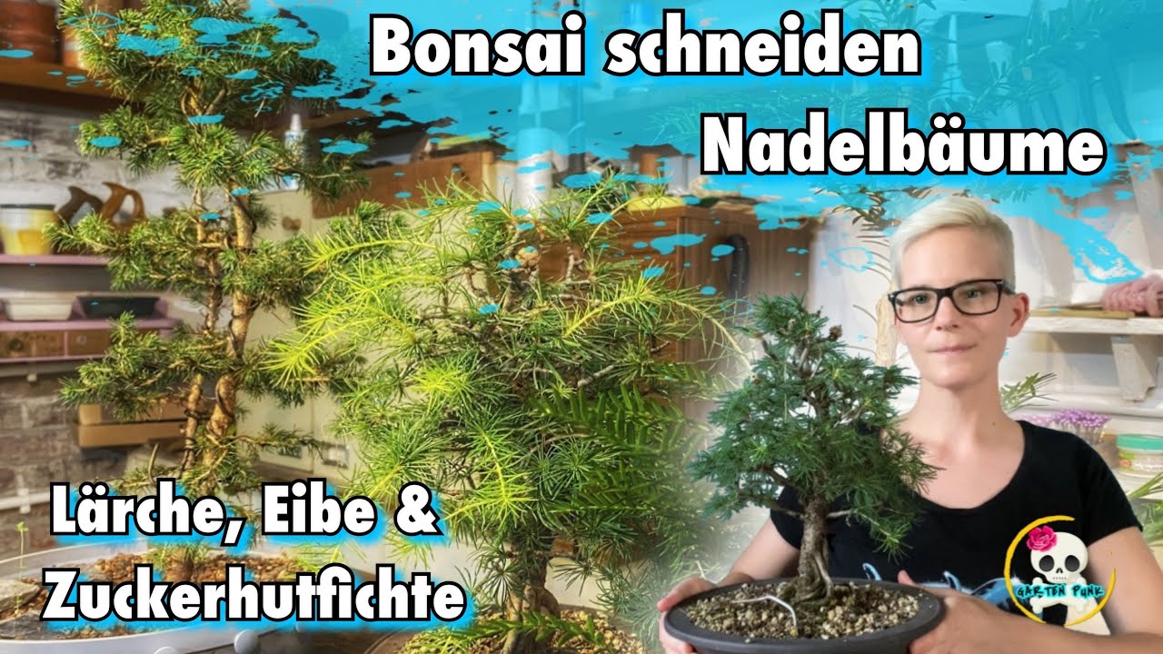 Bonsai schneiden ( Lrche, Eibe & Zuckerhutfichte )
