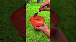 Mamey sapote merupakan sawo terbesar didunia berasal dari negara meksiko #sawo #mameysapote #shorts