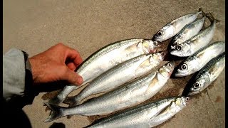Catching Jacksmelt and Mackerel