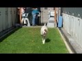 A1440061 - OLLIE/LUCIFER, 5 YRS, N, AM BULL MIX, @ ORANGE COUNTY SHELTER, CA