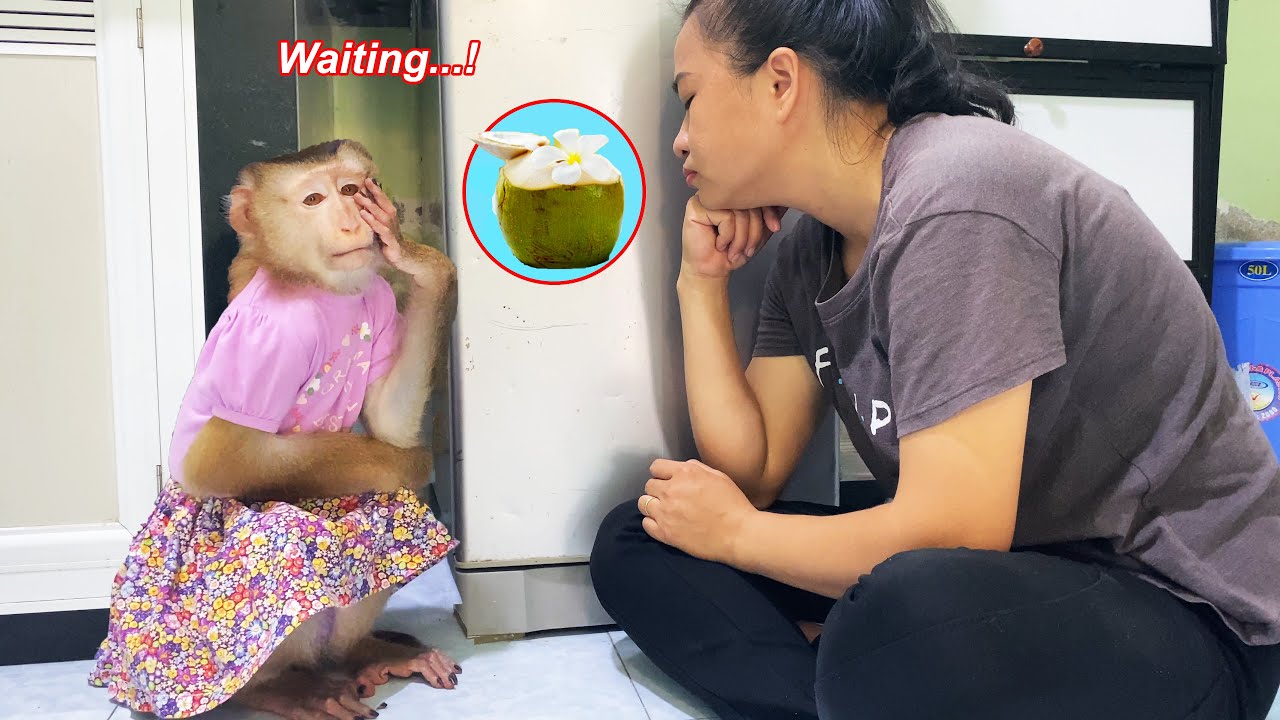 Monkey Lyly is impatient and anxiously waiting for her mother's favorite delicious dish