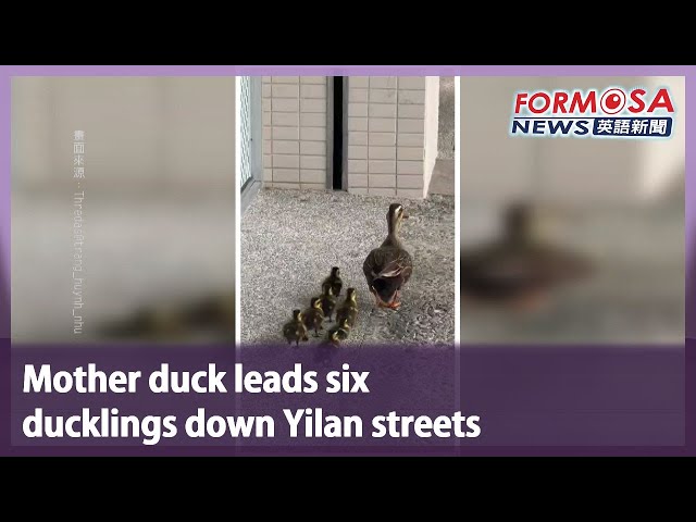 Mother duck leads six ducklings down Yilan streets｜Taiwan News