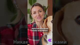 Почему собакам полезно играть в перетяжки? #shorts