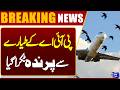 PIA Plane Suffers Bird Strike Incident | Lahore to Karachi | Breaking News | Dunya News