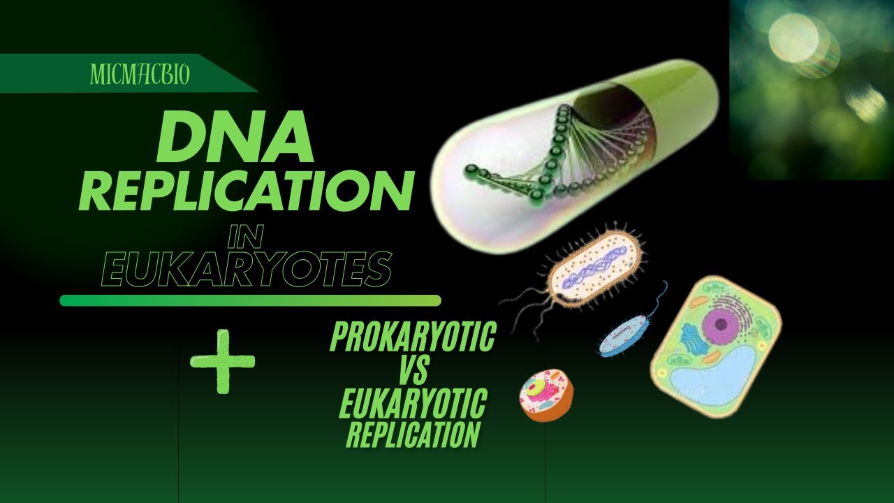 DNA Replication In Eukaryotes | prokaryotic vs eukaryotic replication
