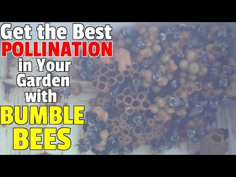 ვიდეო: როგორ იზიდავთ ბუმბერაზ ფუტკრებს - მცენარეები, რომლებიც იზიდავენ ბუმბულ ფუტკრებს