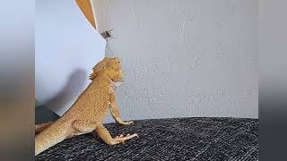 Bearded dragon saves owner from spider!