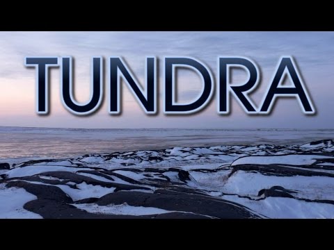 Vídeo: Quais Plantas Crescem Na Tundra