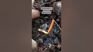 Mushroom GROWS FROM Bugs?? #mushroomforaging #cordyceps  #medicinalmushrooms