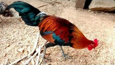 Gà rừng tháng 4 đẹp quá  II qaib qug hli 4 / 2020