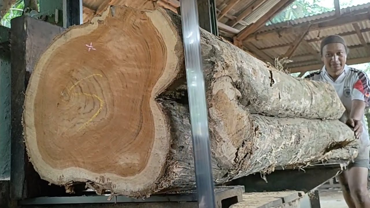 The process of turning large teak wood into beautiful sheets of high ...
