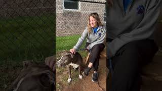 Caleb Adoptable Pet Reel