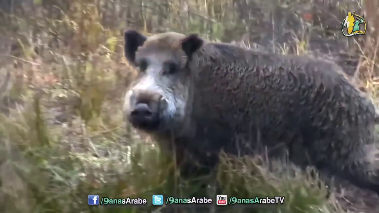 Wild Boar Hunting,Chasse sanglier Best Shots ever - YouTube