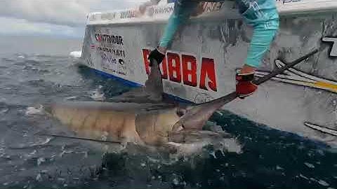 550 Lb Black Marlin Released in Costa Rica at The Zancudo Lodge