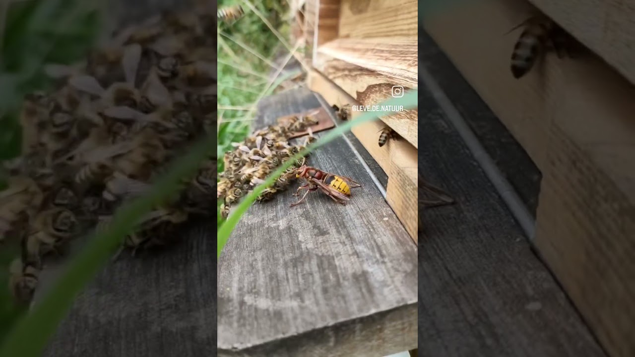 Europese hoornaar vs bijen