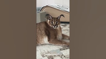 Gosha Hit the Earth : Big Floppa #caracal