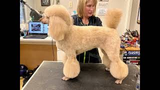 Moyan Poodle Miami haircut