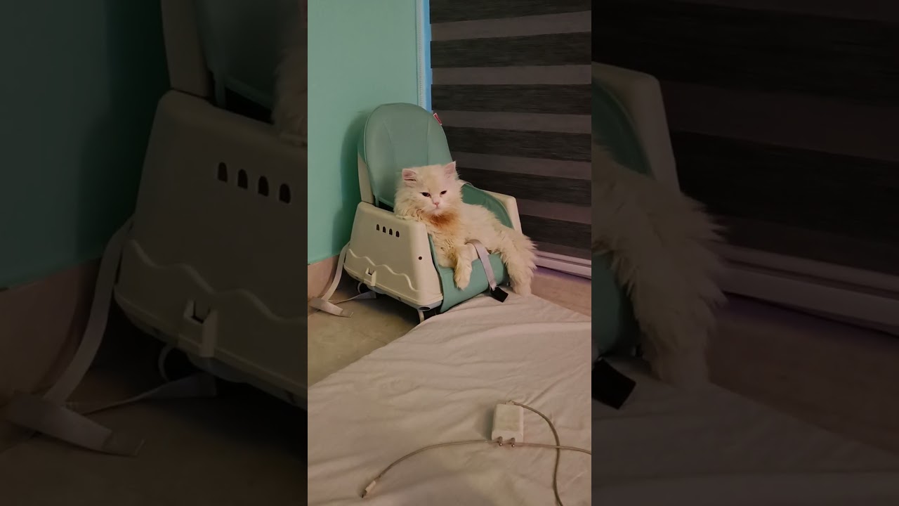 Mufy taken the royal seat 