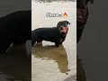 #rottweiler dangerous 🔥☠️😈#attitude status#shera #shortsvideo #trendingshorts #youtubeshorts y