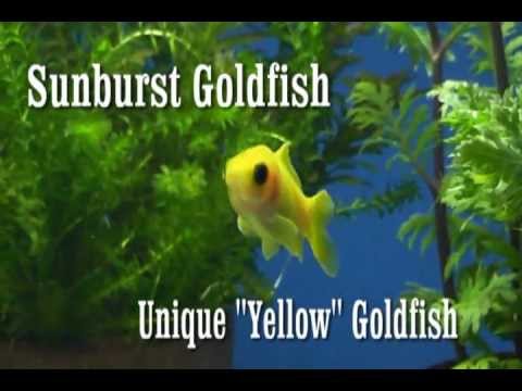 Yellow Goldfish "Sunburst" William Tricker, Inc.