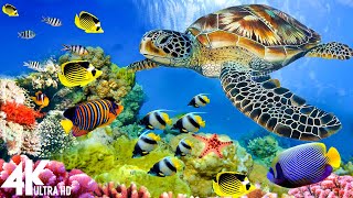 Aquarium 4K VIDEO (ULTRA HD) 🐠 Beautiful Relaxing Coral Reef Fish - Relaxing Sleep Meditation Music