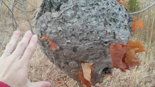 Squeeky Finds A Wasps Nest
