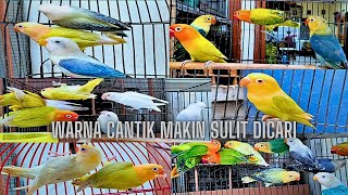 lovebird warna cantik hadir kembali setelah sekian lama, mumpung ada diborong om stok makin sulit!!