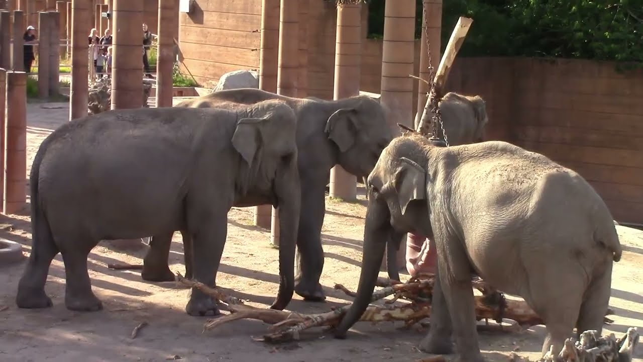 The elephants of Copenhagen Zoo