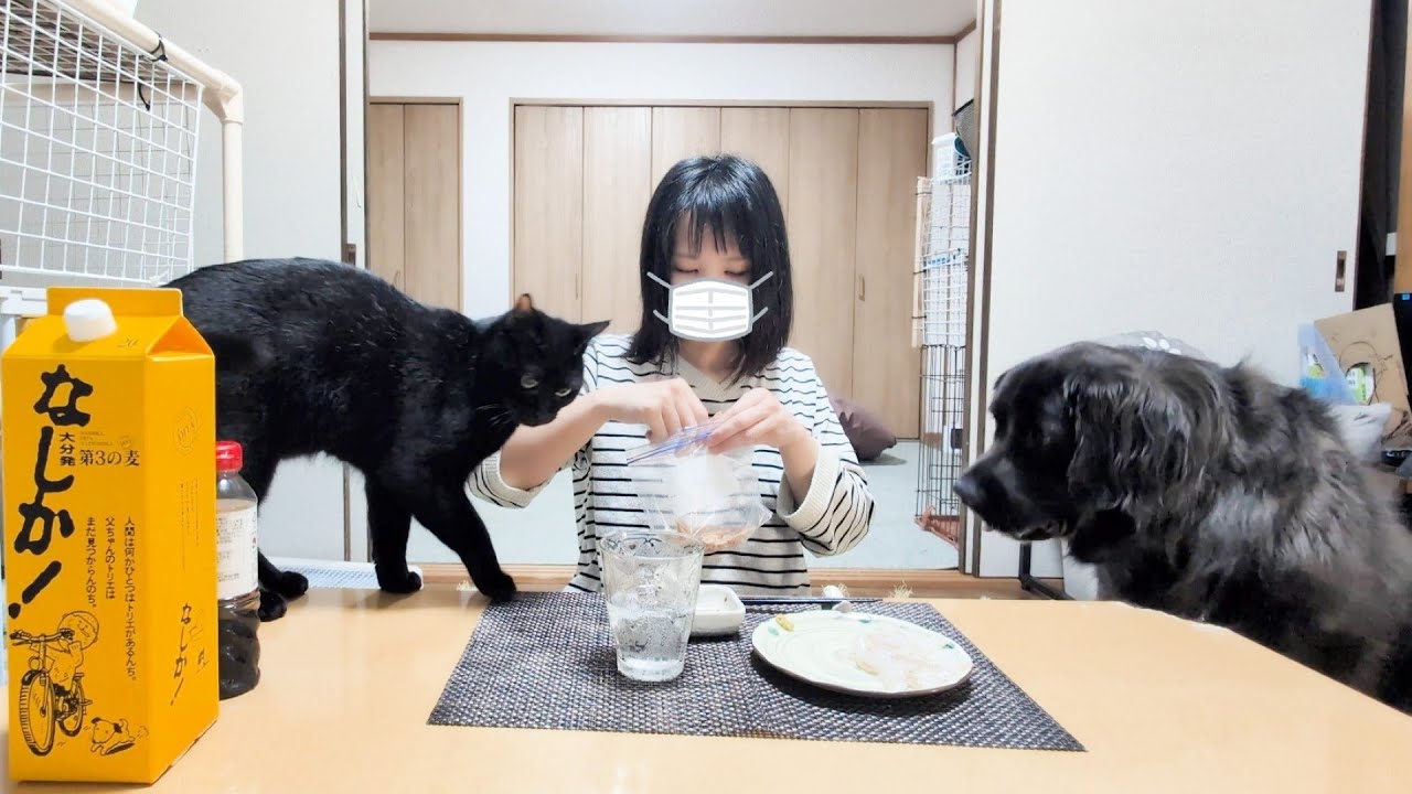 猫と晩酌！お刺身と焼酎と猫を怖がる大型犬！