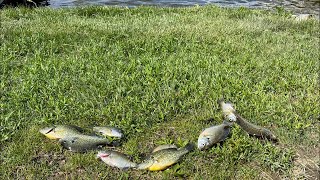 Livestream tutorial on how to clean fish