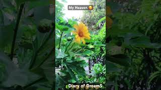 ලස්සනයිද  මල් අතරෙ අලුතෙන්ම පිපුණු මල ️ @diaryofdreams3854 #garden