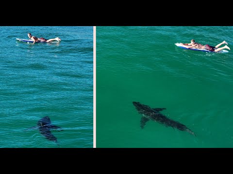 Great White Sharks Seem to Be Around Humans All the Time: Plus a Ground Breaking Study Using Drones