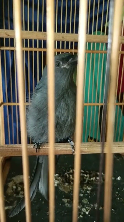burung srigunting abu-abu belajar bunyi ngerol tembakan panjang