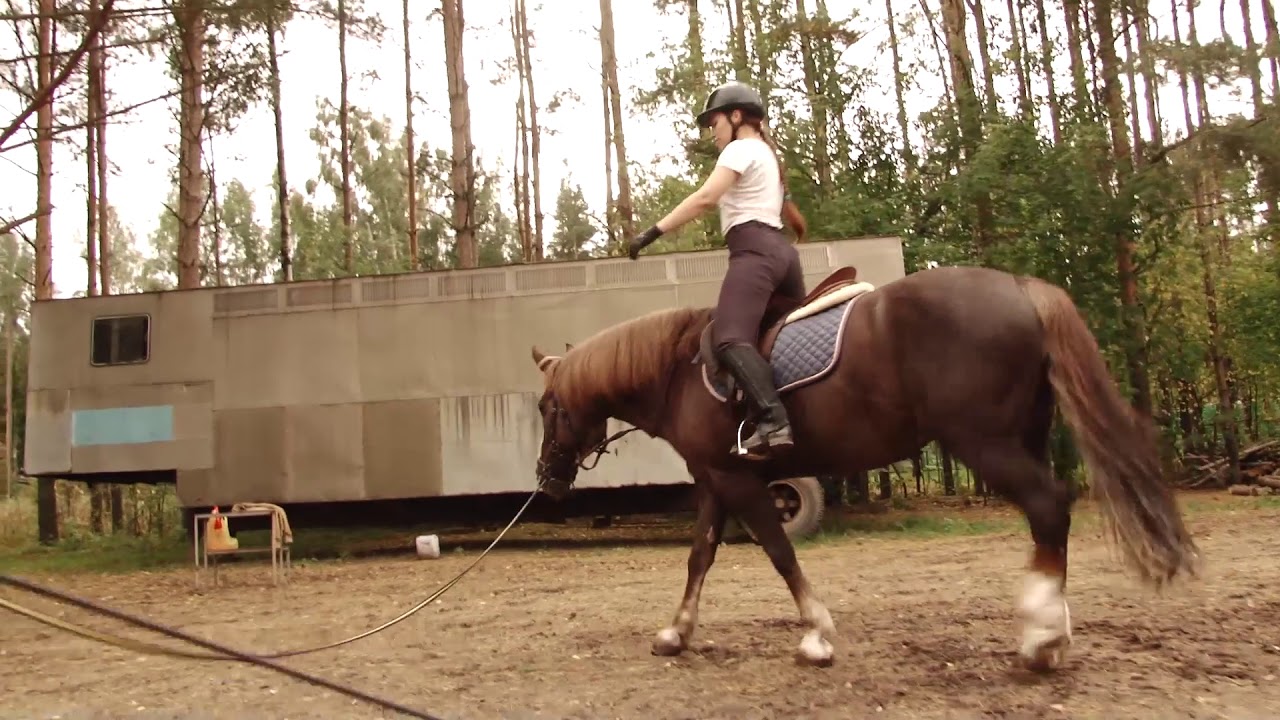 лошадь козлит на посыл. разбор поводьев. прогулка на лошадях ярославль. верный друг вот седло. левада.